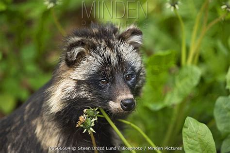 Minden Pictures Raccoon Dog Nyctereutes Procyonoides Sweden