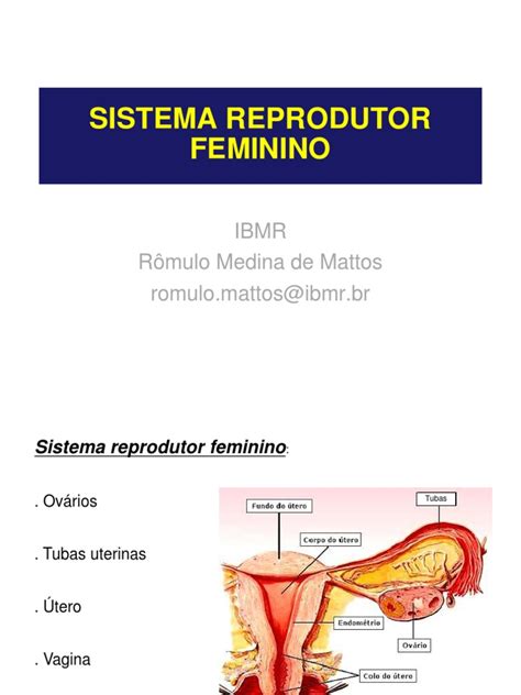 Sistema Reprodutor Feminino Ovário Vagina