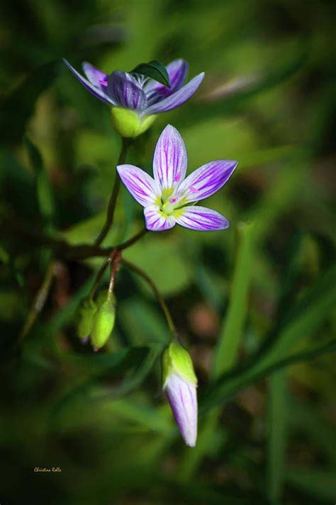 Purchase An Art Print Of The Photograph Spring Beauty Wildflowers By