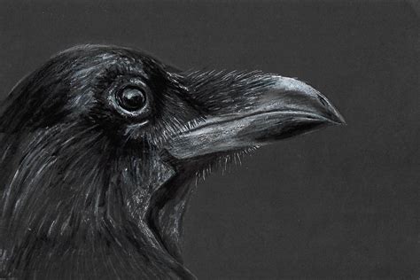 Crow Portrait Facing Right Crows Drawing Crow Pictures Crow Art