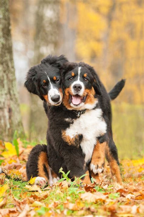 Bernese Mountain Dog Mix With Husky