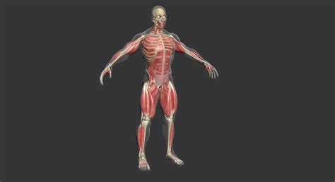 Full Muscle Anatomy Male And Female Body 3d Model Cgtrader