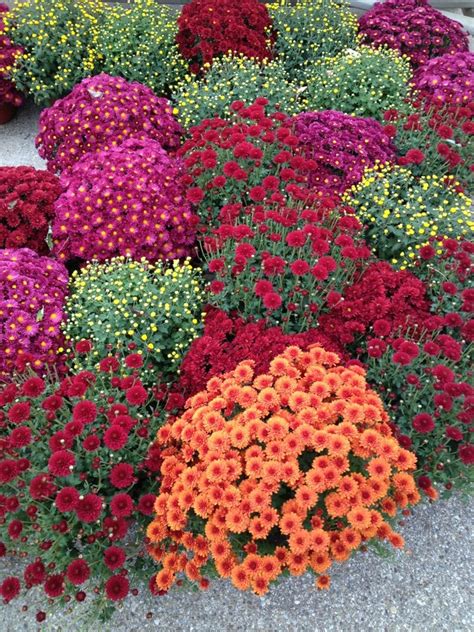 28 Best Mums Images On Pinterest Fall Mums Flower And Flower Beds