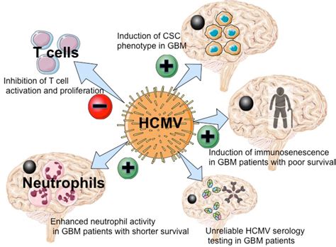 Towards Understanding Of Human Cytomegalovirus In Glioblastoma