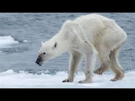 Facts About Polar Bears And Their Conservation Hubpages