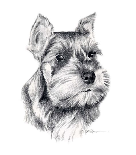 If you want to draw a line drawing of a dog's face, make a small stick figure in the center of the paper, with a head, stick body. MINIATURE SCHNAUZER Dog Pencil Drawing Art Print Signed by