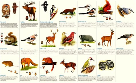 Forest Animals List Uk