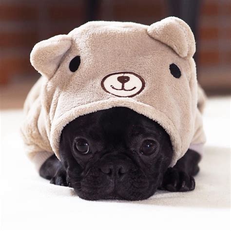 A wide variety of teddy bulldog options are available to you, such as material, use, and theme. French bulldog | super cool dogs | Pinterest | Pet ...