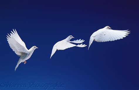 White Dove In Flight Multiple Exposure Photo Wp11578