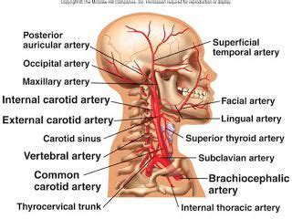 Check spelling or type a new query. Arteries of the head and neck (and other useful diagrams ...
