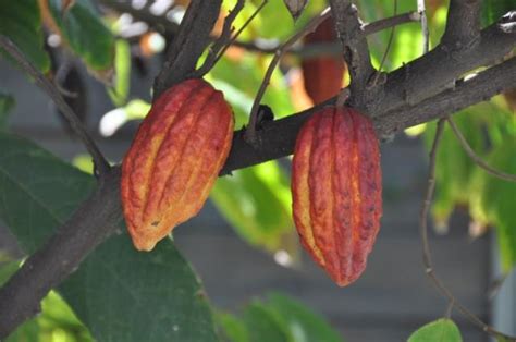 Download 2,300+ royalty free cocoa tree vector images. Cocoa (Theobroma cacao) beans and by-products | Feedipedia