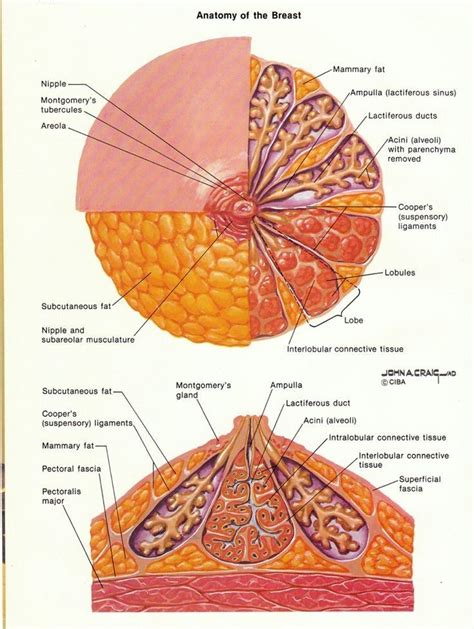 Pin By Rock Attracted On Medical Study Info Medical Anatomy Anatomy