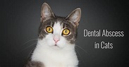 Dental Abscess in Cats - Cat-World