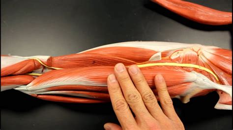 Muscular System Anatomy Posterior Thigh Region Muscles Model