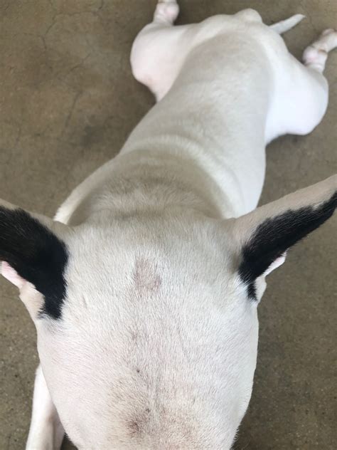 Bald Spots And Lumps Pls Help — Strictly Bull Terriers