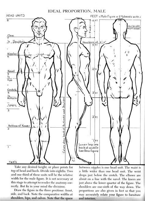 X Ideal Male Proportions Illuminating Loomis Figure Drawing Anatomy Drawing Male