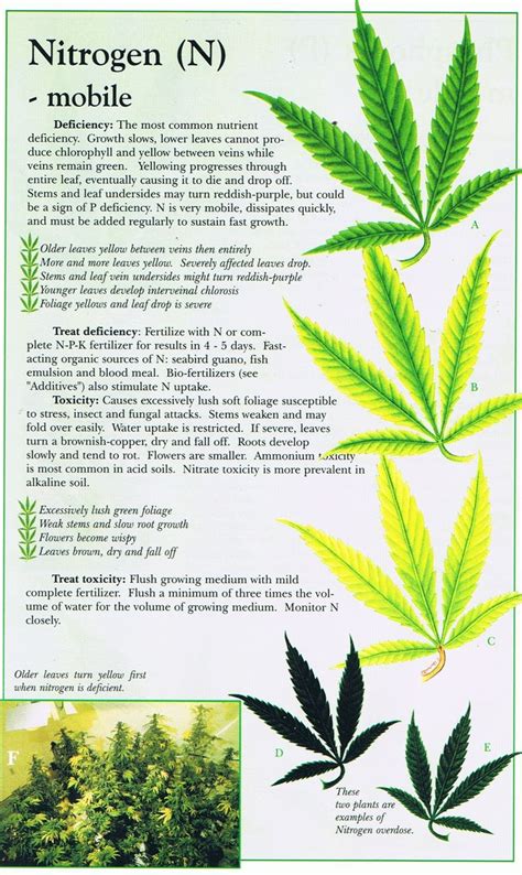 Cannabis Deficiency Chart Garden And Farms What Does The Leaf Says