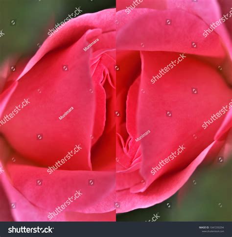 Sex Pussy Vulva Clitoris Vagina Orgasm Foto Stok 1047250294 Shutterstock