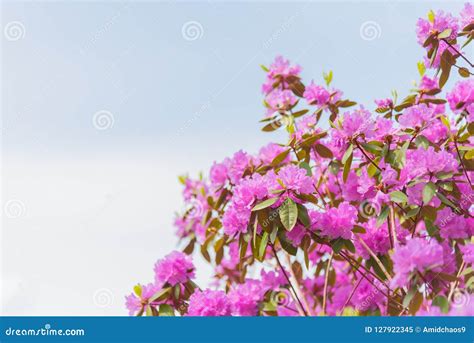 Branches Of Pink Rhododendron Flowers With Sky In Background Stock