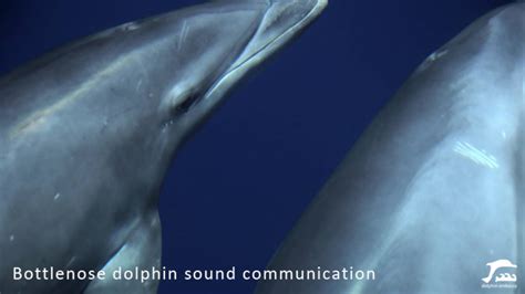 Bottlenose Dolphin Communication Sound In The Wild Youtube