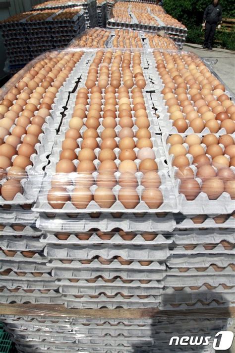 살충제 계란 검출 농가 13곳 추가 네이트 뉴스