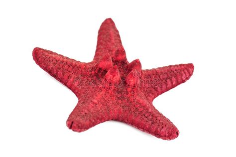 Red Sea Star Stock Photo Image Of Color Shape Nature 84741742