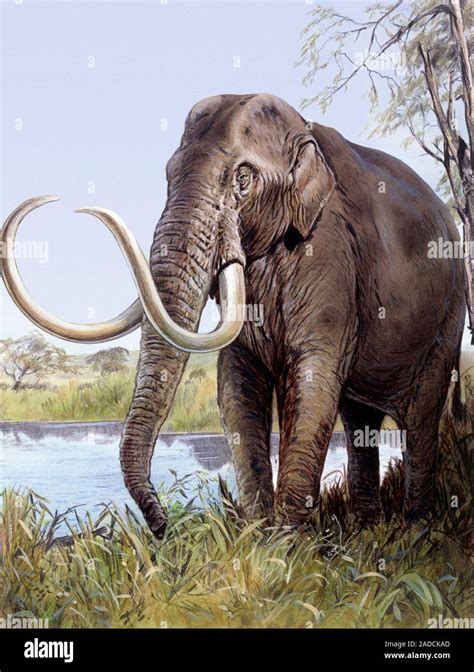 Columbian Mammoth Mammuthus Imperator Illustration This Extinct
