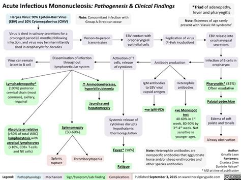 Acute Infectious Mononucleosis Pathogenesis And Clinical Findings