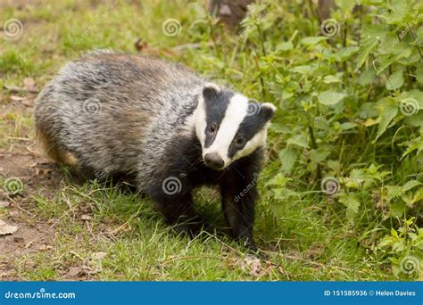 European Badger Meles Meles Adult Stock Photo Image Of Black Claw