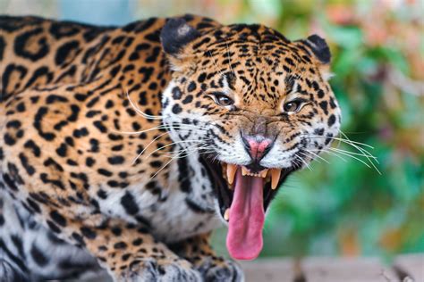 3931x2621 Jaguar Face Teeth Predator Big Cat Coolwallpapersme