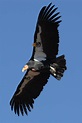 File:Condor in flight.JPG - Wikimedia Commons