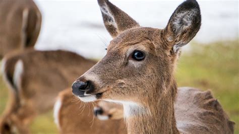 Antlerless Deer Hunter Database Sporting Classics Daily