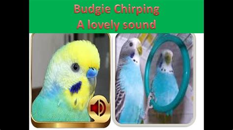 Budgie Chirping A Lovely And Melodious Sounds Budgies Budgies Bird