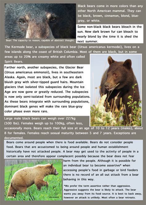 Facts At A Glance North American Black Bear Ursus Americanus Bear