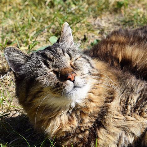 And having a cat that's spayed or neutered will make your q: Meet The World's Oldest Cat Aged 26 Who Was Adopted From A ...