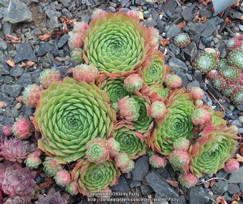 Photo Of The Entire Plant Of Hen And Chicks Sempervivum More Honey