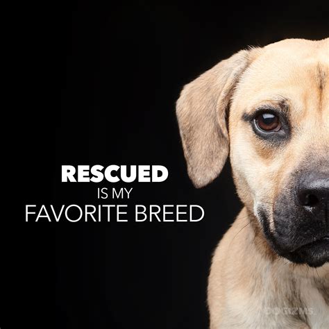 Our Favorite Rescue And Shelter Dog Quotes — Butch Mccartney
