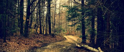 Download Wallpaper 2560x1080 Forest Trail Trees Summer Dual Wide