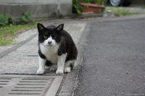 Cats In Japan