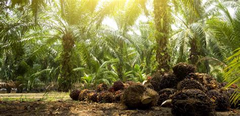 Though indonesia produces more palm oil, malaysia is the world's largest exporter of palm oil having exported 18 million tonnes of palm oil products in ablation is required in oil palm cultivation for development of stem girth, vigour and string root system. LOCAL AND INTERNATIONAL STAKEHOLDERS' COLLABORATION DRIVES ...