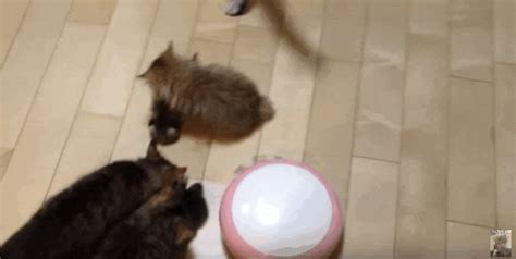 Brave Kitten Stands Up To Ufo To Save His Little Sister