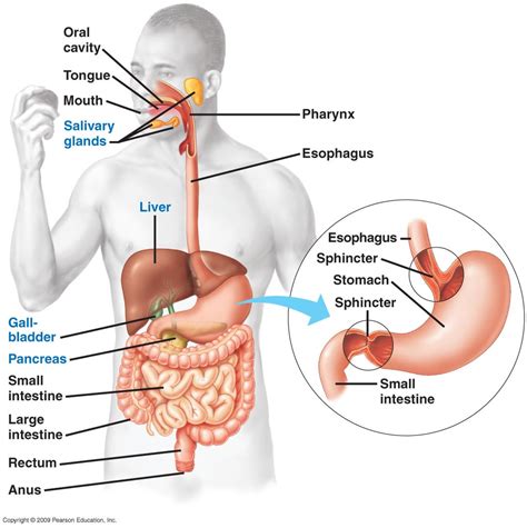 Gastrointestinal System Diagram Quizlet