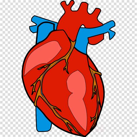 Cartoon Human Heart Png