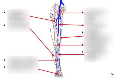Major Veins Lower Extremity Diagram Quizlet