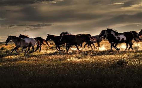 خلفيات حيوان الخيل البري افضل صور الخيول البرية Wild Horses