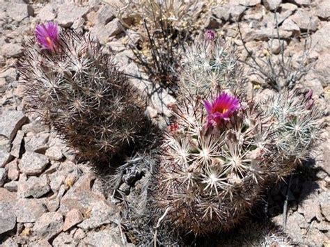 Escobaria Alversonii