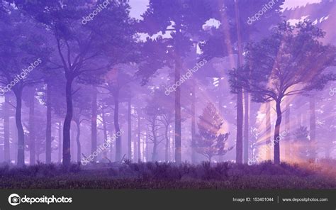 Sunset Rays In Magical Foggy Pine Forest Stock Photo By ©marsea 153401044