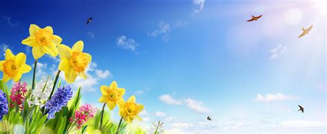 Spring Flowers And Sun Rays Stock Photo 02 Free Download