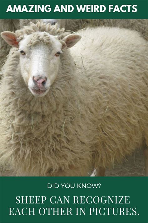 Sheep Can Recognize Each Other In Pictures Amazing Wtf Facts