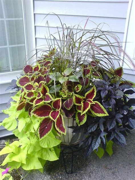 20 Beautiful Plants For Pots
